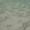 Fishes in pulau kaniungan kecil