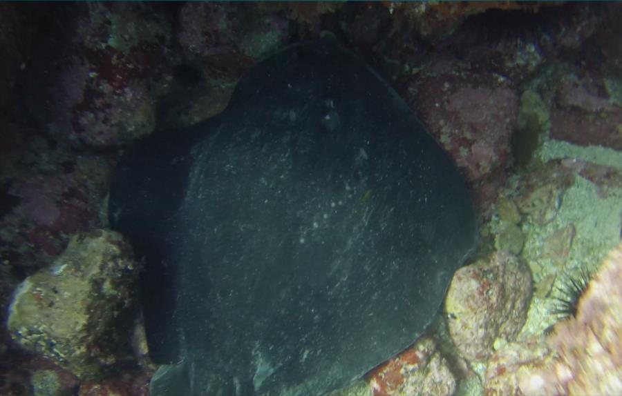 Poor Knights Islands - Stingray