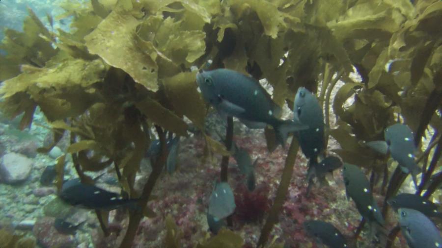 Poor Knights Islands - More Fish1