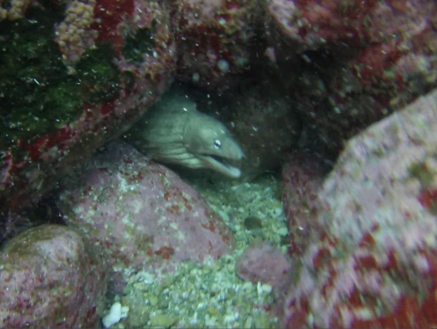 Poor Knights Islands - Eel1