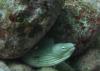 Poor Knights Islands - Eel2