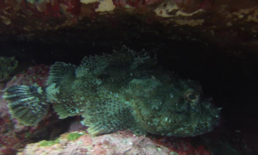 Poor Knights Islands - Fish3