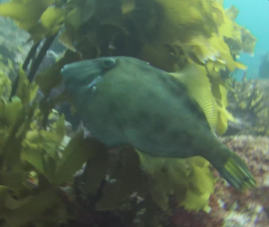 Poor Knights Islands - Fish