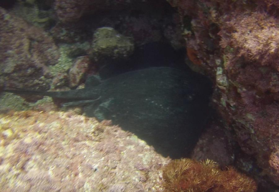 Poor Knights Islands - Stingray