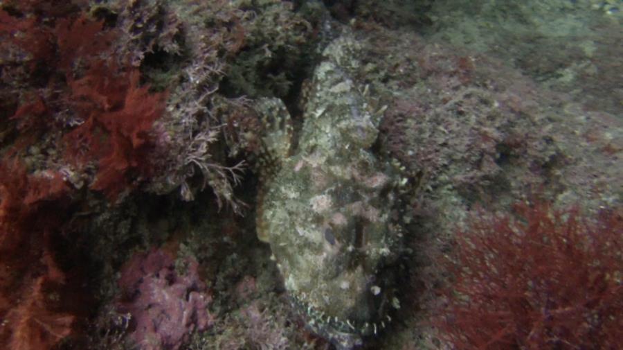 Poor Knights Islands - Fish