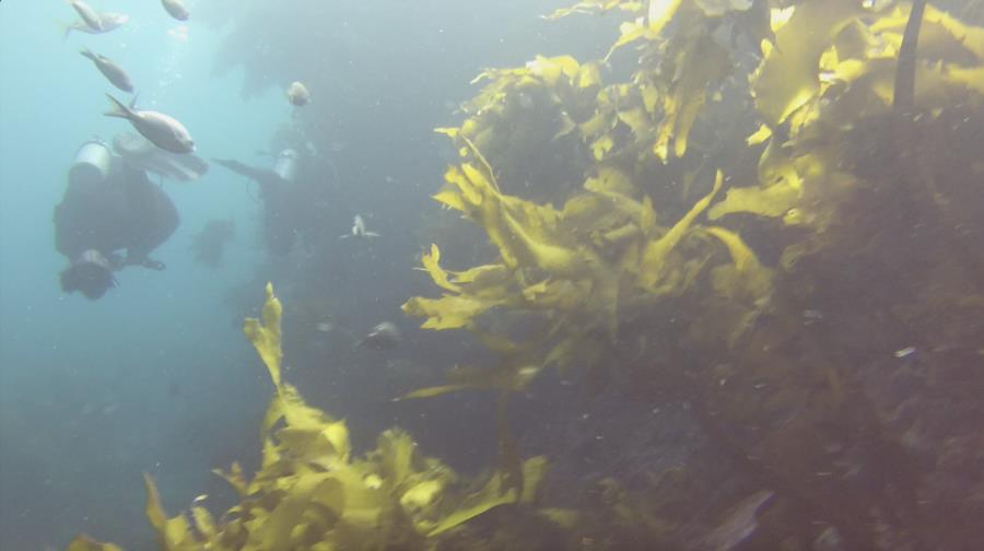 Poor Knights Islands - Kelp