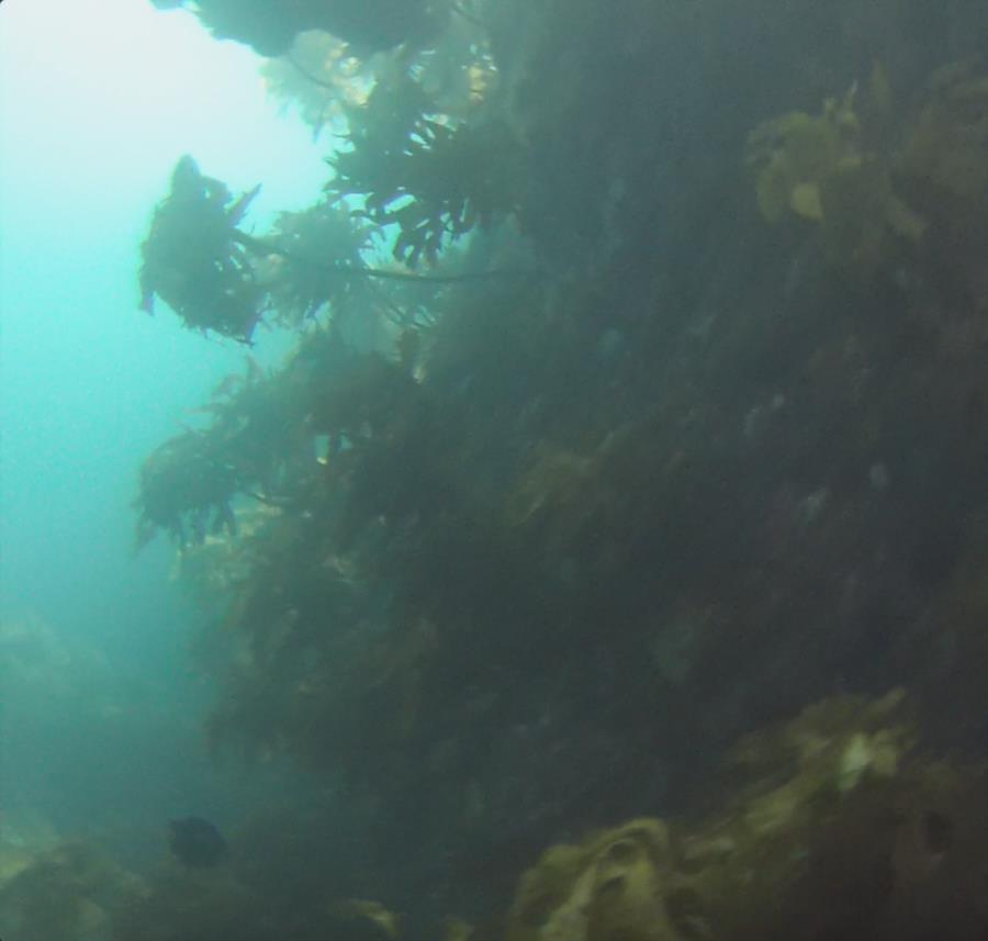 Poor Knights Islands - Kelp