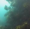 Kelp - draktheas