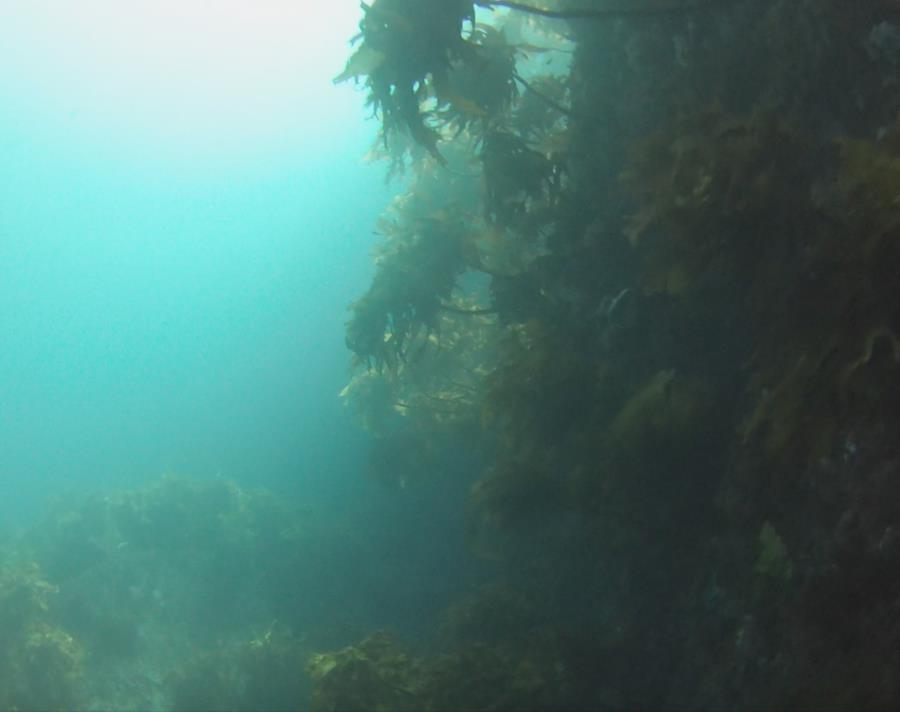 Poor Knights Islands - Sun Kelp