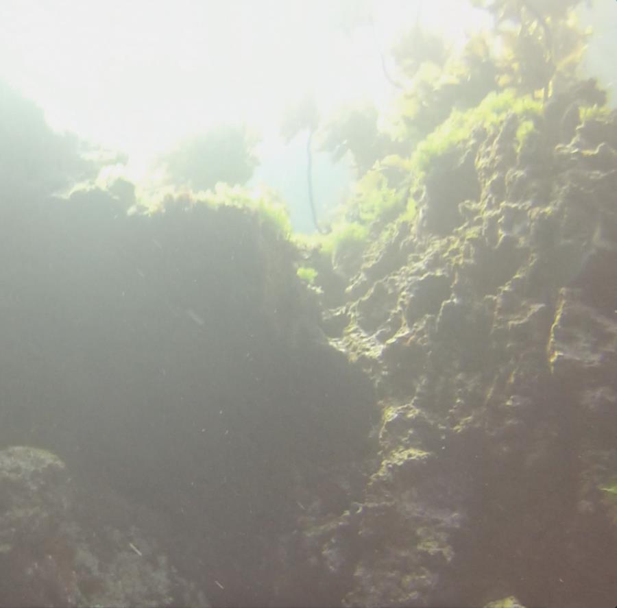 Poor Knights Islands - Sun Kelp