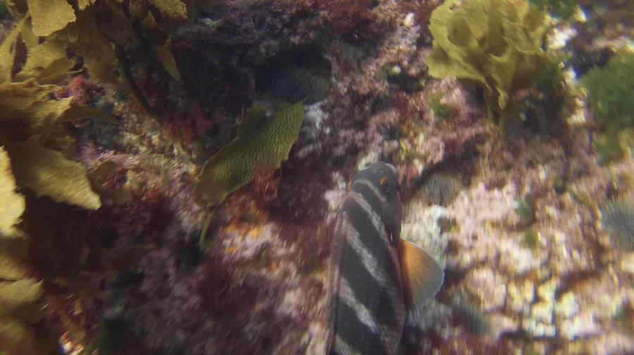 Poor Knights Islands - Fish