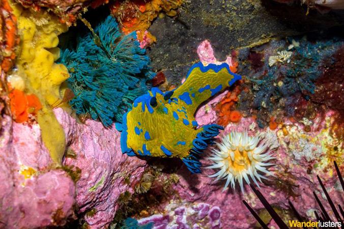 Poor Knights Islands - Nudibranch Poor Knights