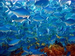 Poor Knights Islands - Blue Maomao Cave