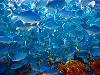 Blue Maomao Cave - GreatWhite