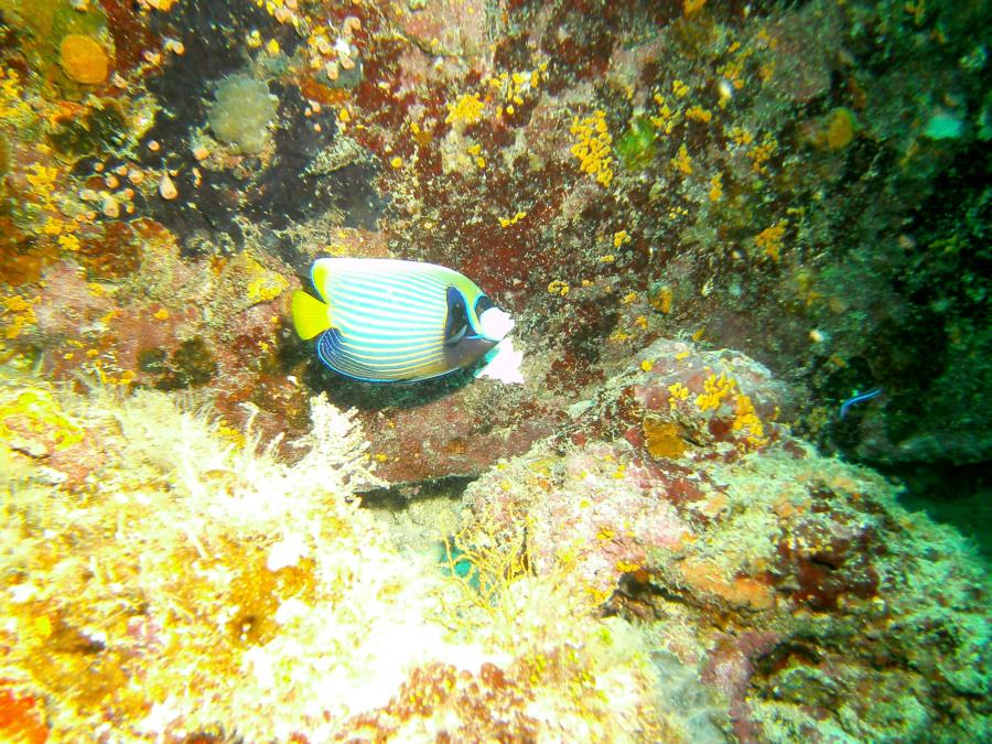 Centara Ras Fushi Resort and Spa - fish