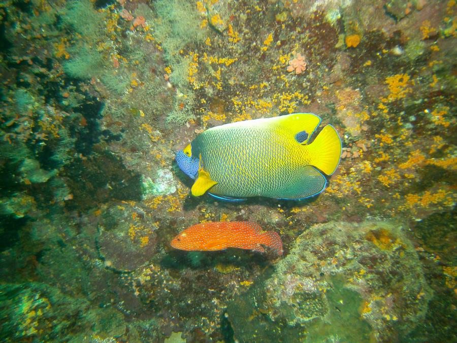 Centara Ras Fushi Resort and Spa - fish