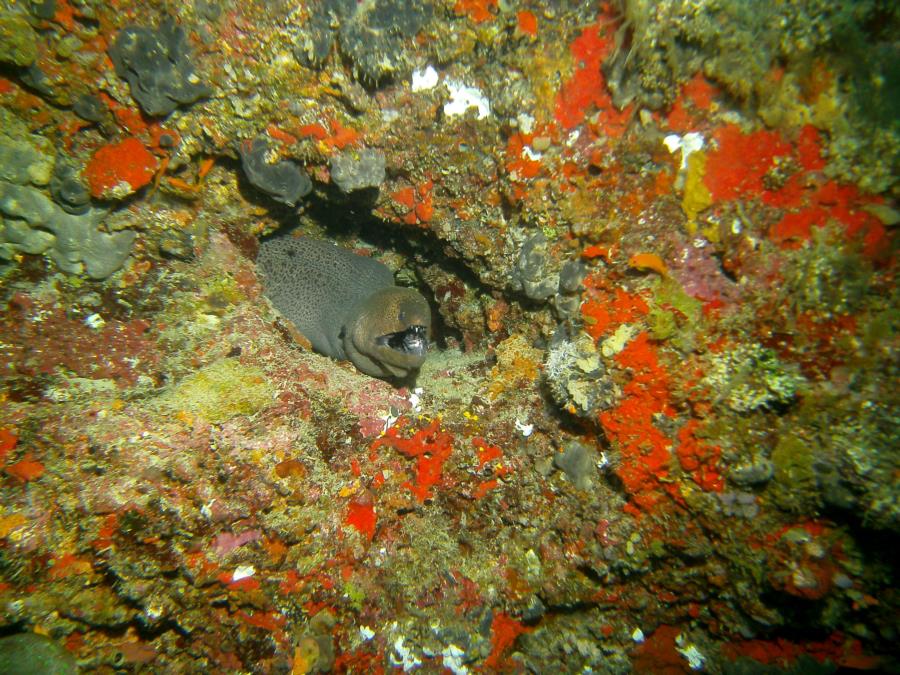 Centara Ras Fushi Resort and Spa - Moray eel