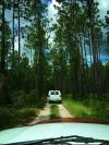 road to the spring through the woods July 2016 - SantaFeSandy