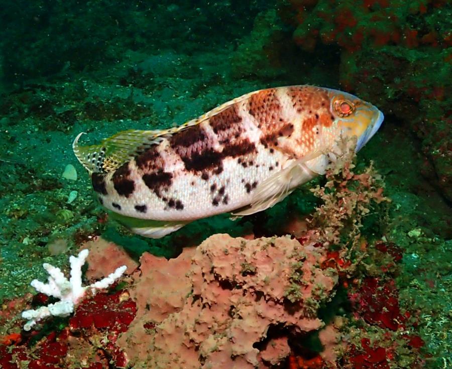 Airplane Rock - Bank Sea Bass