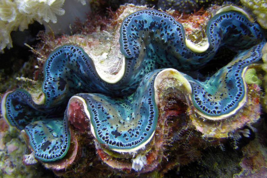 Cairns, QLD, Australia - The Giant Clams around Cairns