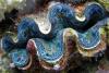 The Giant Clams around Cairns