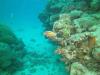 Great Barrier Reef- Cairns AUS - Australia