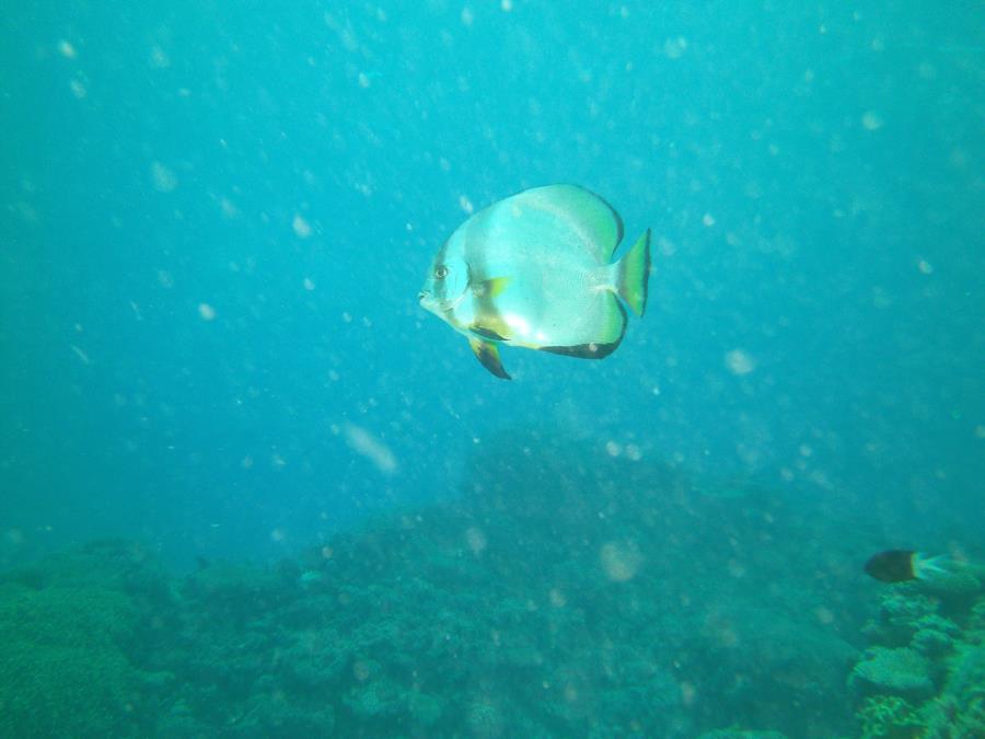 Great Barrier Reef- Cairns AUS - not sure