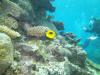 Great Barrier Reef- Cairns AUS - butterfly fish