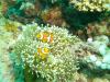 Great Barrier Reef- Port Douglas AUS - Nemo