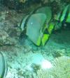 Great Barrier Reef- Port Douglas AUS - BAT Fish