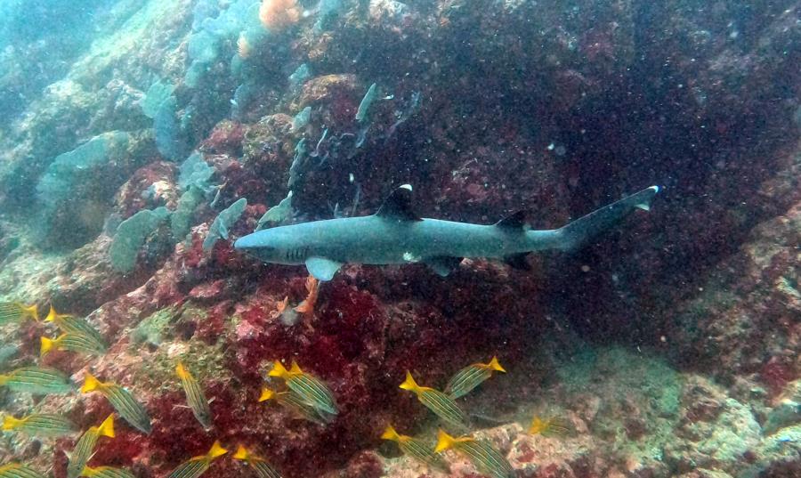 Isla de Caño - White tip reef shark