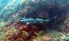 White tip reef shark - wgr21