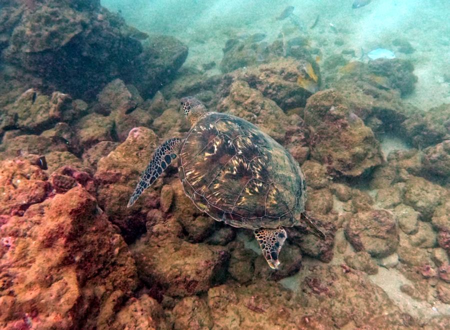 Isla de Caño - turtle