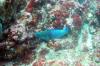 Parrot Fish - wgr21