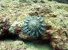 crown of thorns
