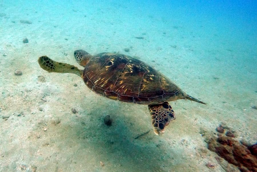 Isla de Caño - turtle