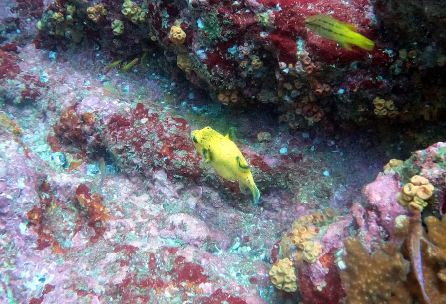 Isla de Caño - puffer