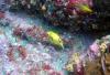 puffer - wgr21