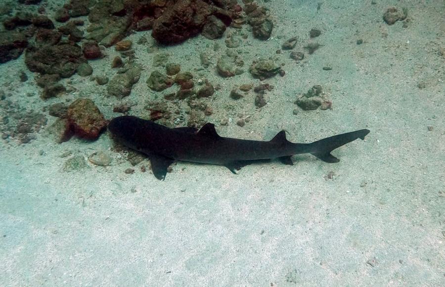 Isla de Caño - shark