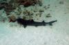 shark - wgr21