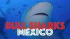 Shark Arena - Bull Sharks