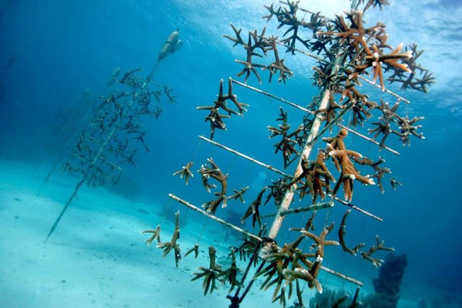 Curacao Coral Restoration Coral Farm - Staghorn Coral Trees