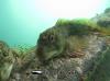 Swanage Pier - Common Blenny