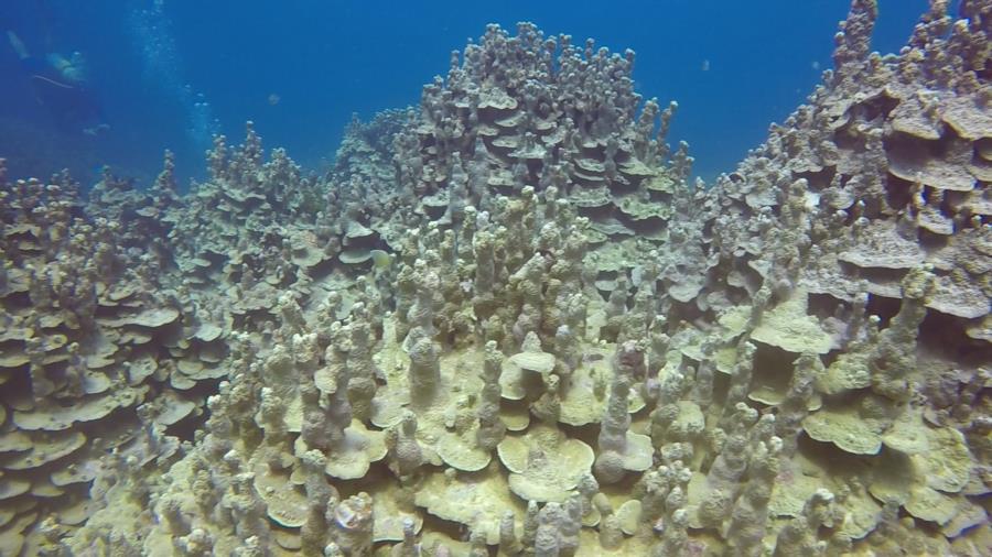 Western Shoals - Corals