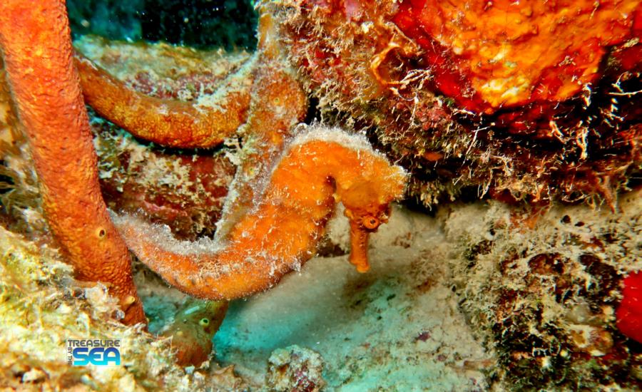 The Rock - Orange Seahorse