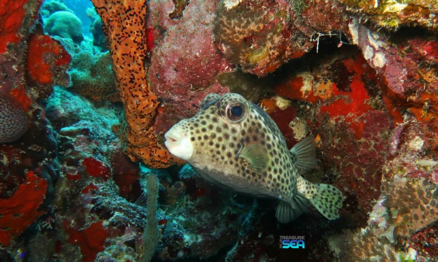 The Rock - Spotted Trunkfish