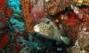 Spotted Trunkfish - TreasureByTheSeaBonaire