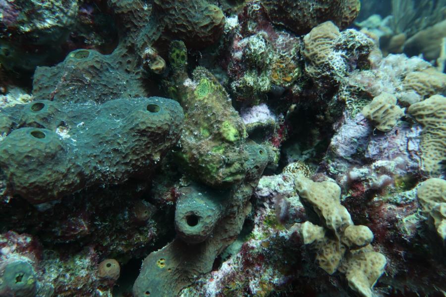 The Rock - Frogfish