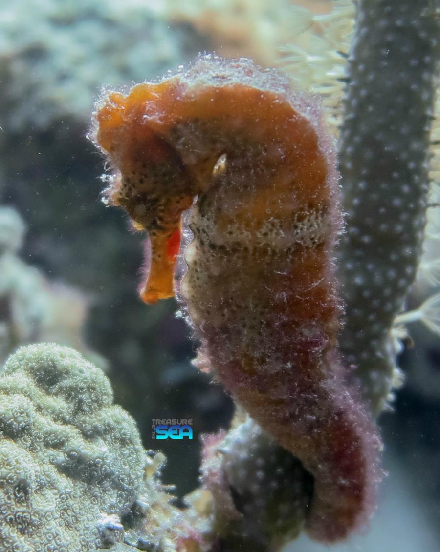 The Rock - 9-25-17 orange seahorse treasure by the sea bonaire