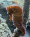 The Rock - 9-25-17 orange seahorse treasure by the sea bonaire